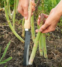 Asparagus/Harvest Knife
