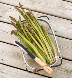Asparagus/Harvest Knife