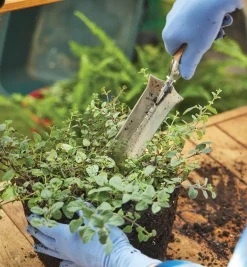 Lee Valley Garden Knives