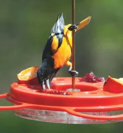 Oriole Bird Feeder