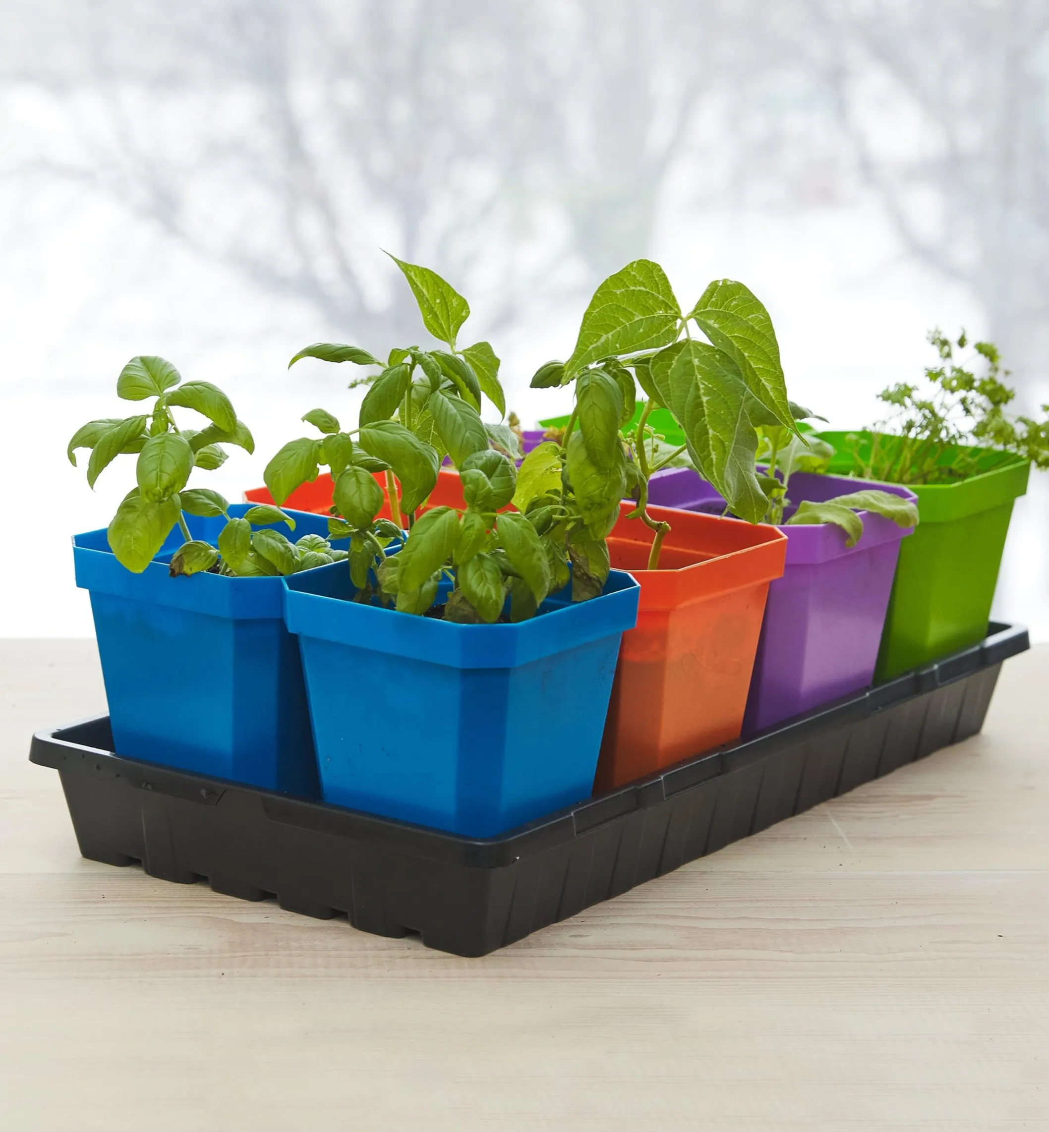 8-Pack Of 5" Pots With Propagation Tray