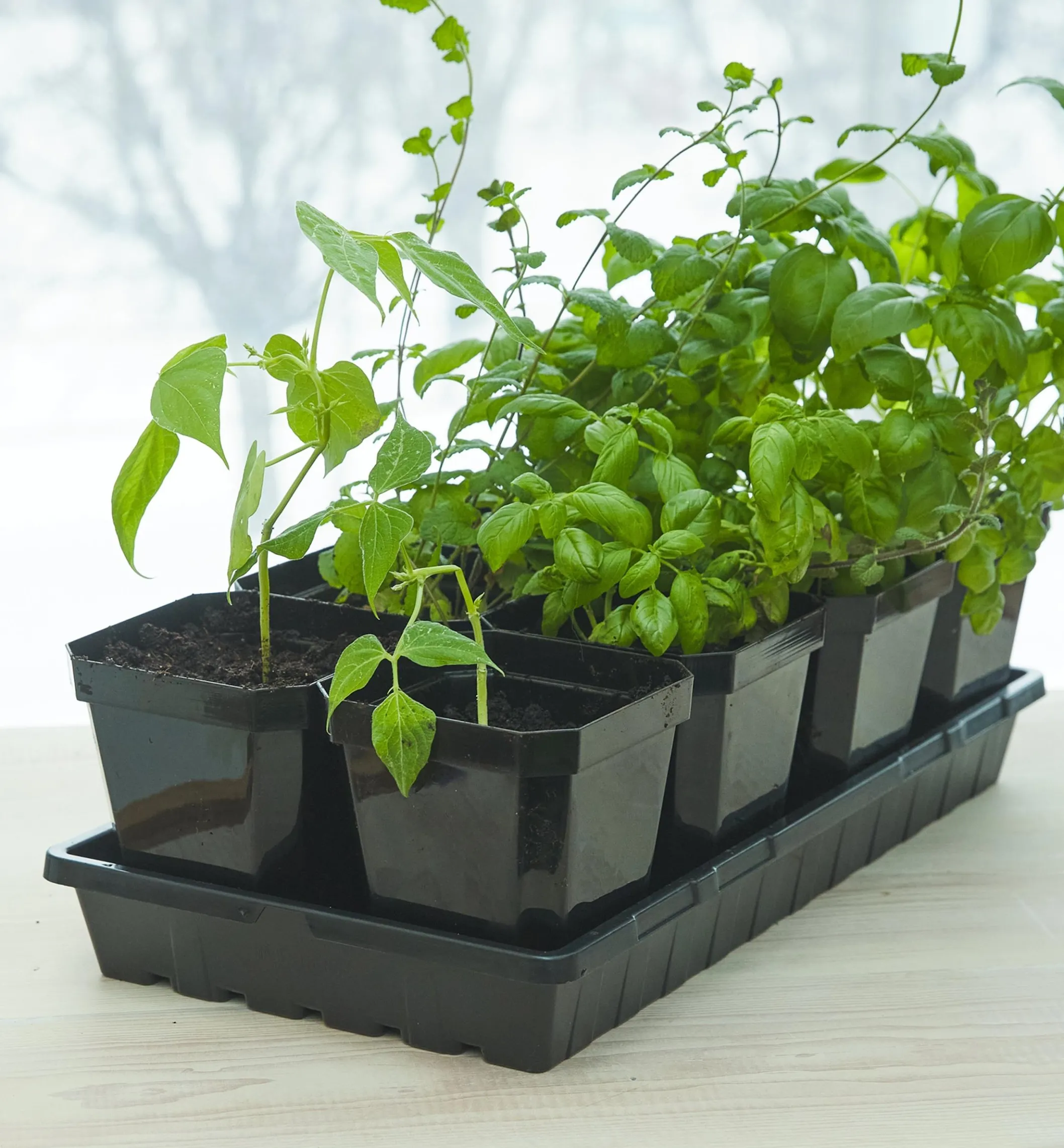 8-Pack Of 5" Pots With Propagation Tray