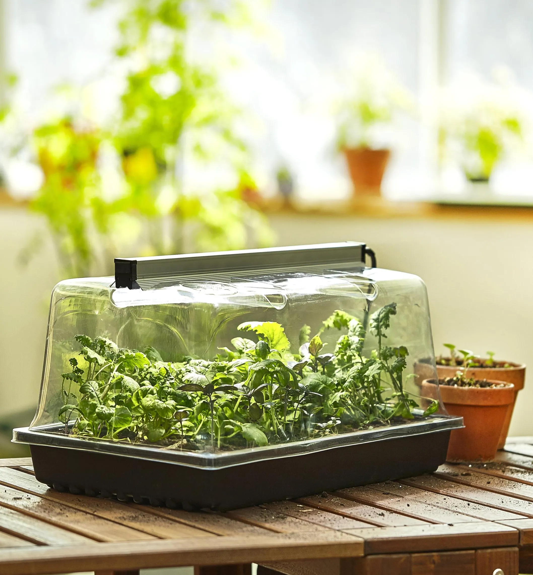 Propagation Tray, Dome, Grow Light & Timer Set