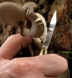 Rybička Pocket Knife