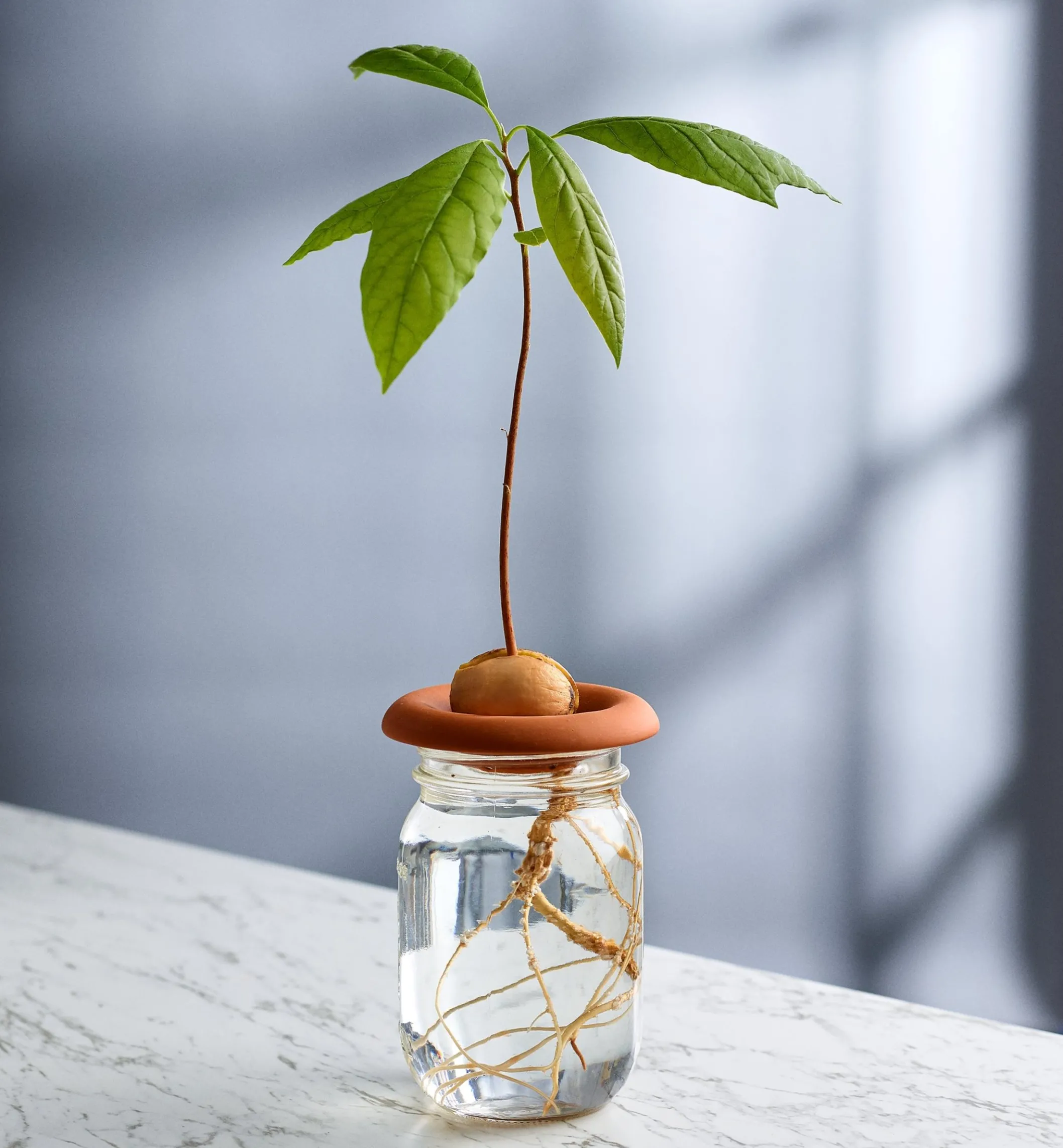 Terra Cotta Seed Sprouters