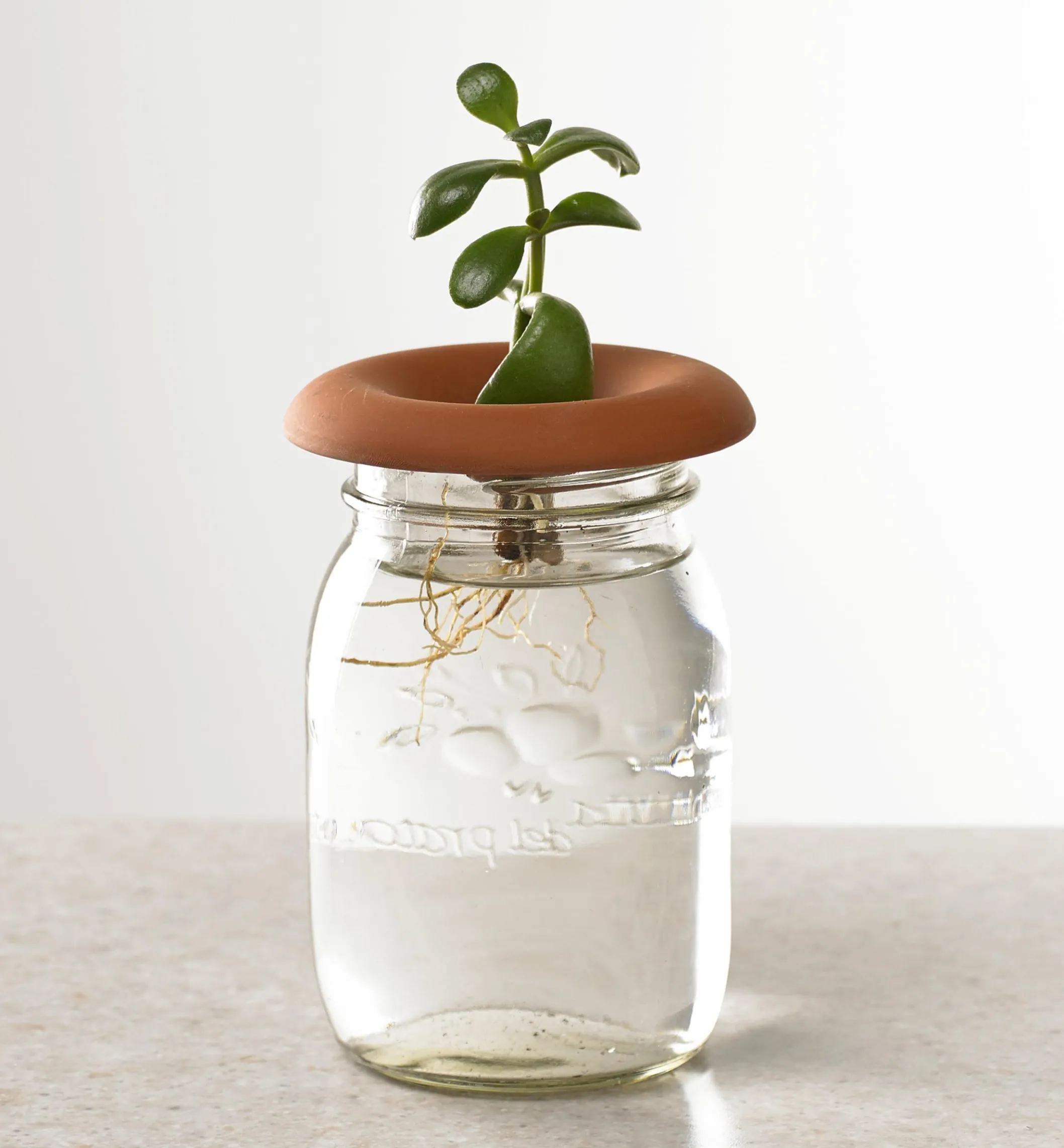 Terra Cotta Seed Sprouters